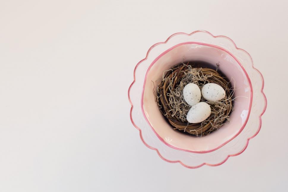 Free Image of Bird\'s nest with eggs - Space for text 